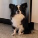 Chihuahua dog custom needle felted art or any breed made to order