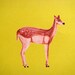 The doe / postcard / pear