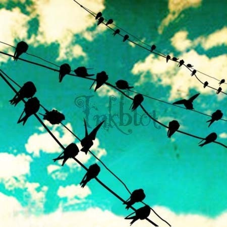 birds on a wire, print 1