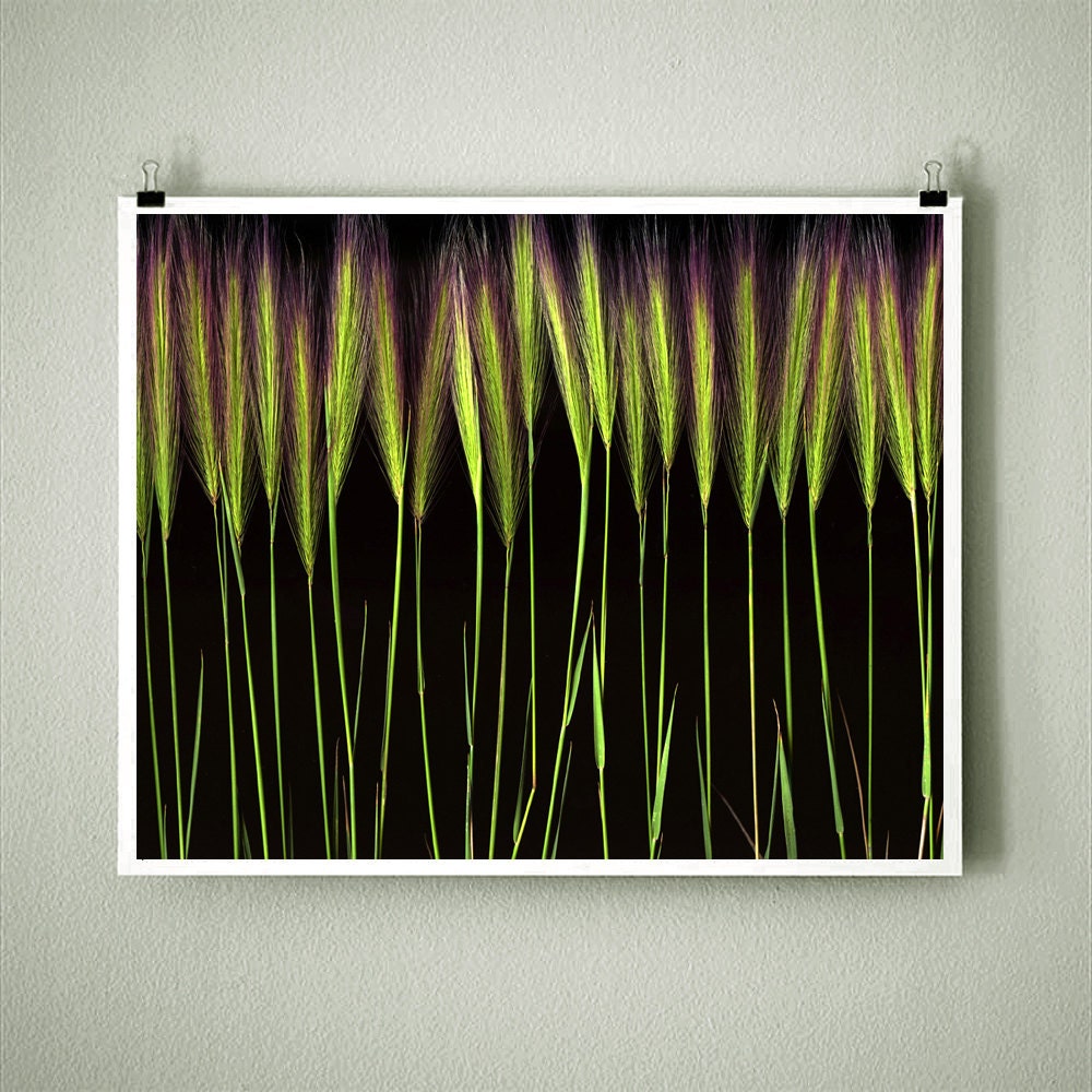 HORSETAIL GRASS - 8x10 Signed Fine Art Photograph
