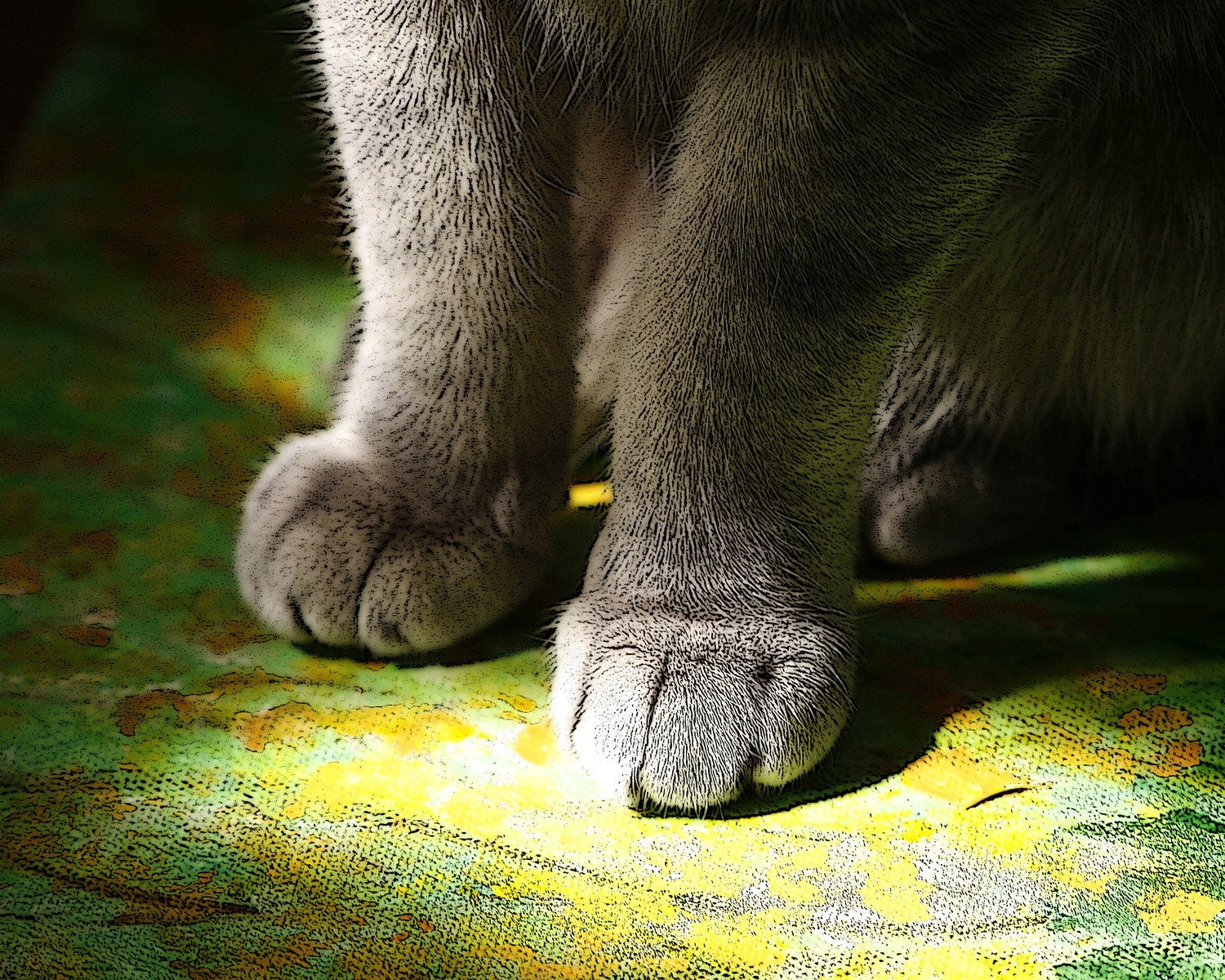 Cat Photography, spring green, cat paws,  Cat Painting fine art photography print 8x10