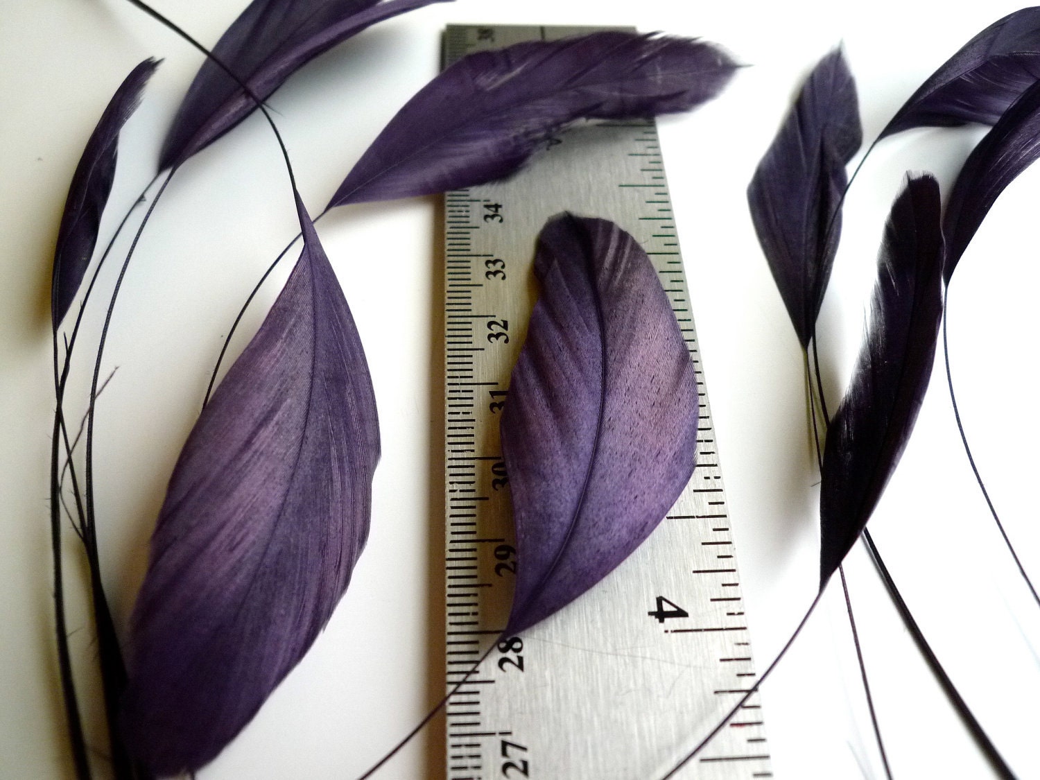 STRIPPED COQUE TAIL / Dark Plum, Aubergine, Wild Berry   /  1139