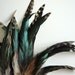 COQUE TAIL FEATHER Loose , Grizzly and Iridescent Striped Natural / 927