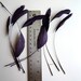 STRIPPED COQUE TAIL / Dark Plum, Aubergine, Wild Berry   /  1139