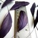 STRIPPED COQUE TAIL / Dark Plum, Aubergine, Wild Berry   /  1139