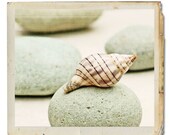 Beach Decor Tulip Shell Fine Art Photograph -Seashell Ocean Nature Pebble Pale Blue