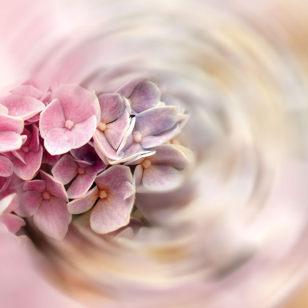 Pink Flower Fine Art  Photograph Color My World -Hydrangea Pastel Lavender Nature Surreal Dreamy Decor