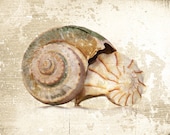 Beach House Decor Rustic Whelk Shells Fine Art Photograph -Seashell Ocean Sea Nautical Print