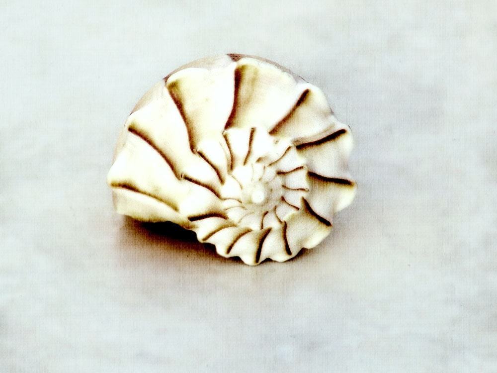 Minimalist Beach House Decor Knobbed Whelk Print -Catherine Jeltes Photography Seashell Nautical Wall Art