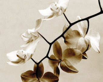 Minimalist Botanical Photograph Rusty White Orchid -Sepia Brown Flower Dreamy Decor Print