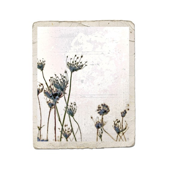 Indigo Prairie Song Fine Art Nature Photograph -Seed Blue Flower Dreamy White Vintage Style