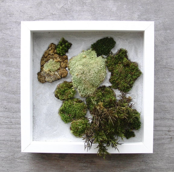 Moss varieties in gray stone, Wandering Isles