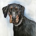 I dont believe you - Doberman Art Dog Print