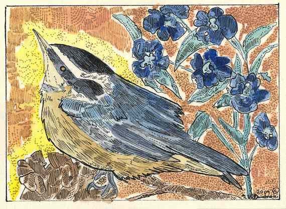 ACEO Bird Red-Breasted Nuthatch  by Theodora