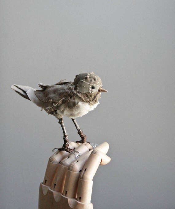 bandit bird