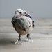 tiny sparrow