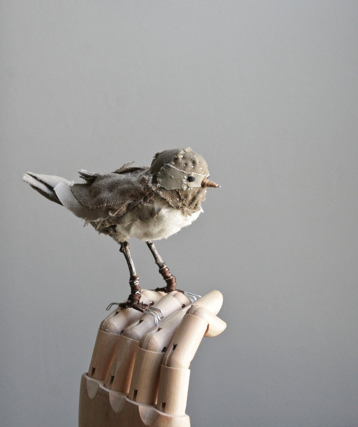 bandit bird