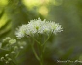 Nature's Painting - A...