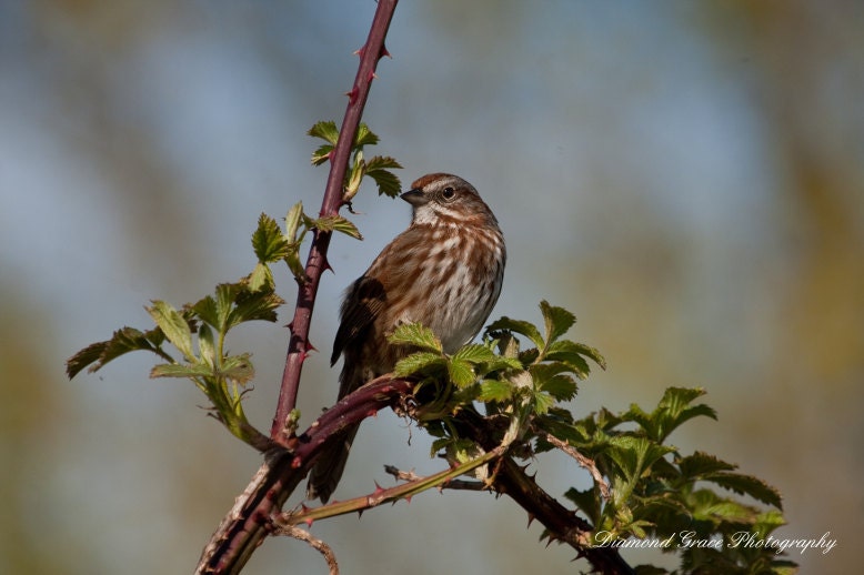 Strike a Pose - Large Bir...