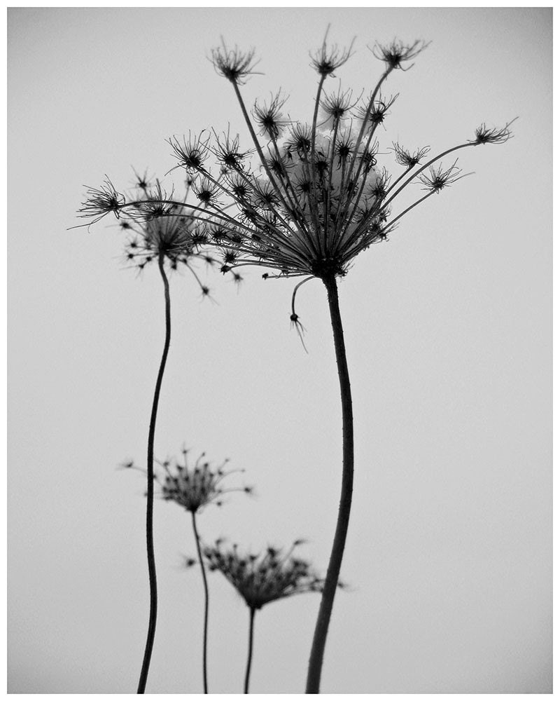 Herbology 101  (8x10 photograph)