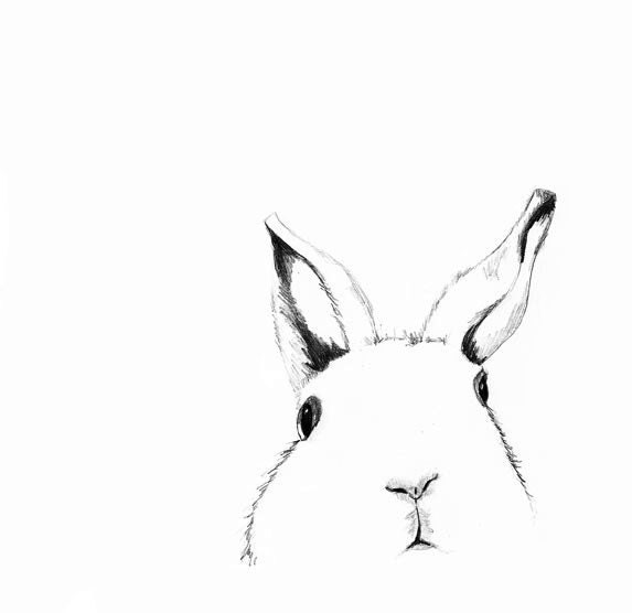 White Rabbit Drawing - Where's Alice - Children's Wall Art