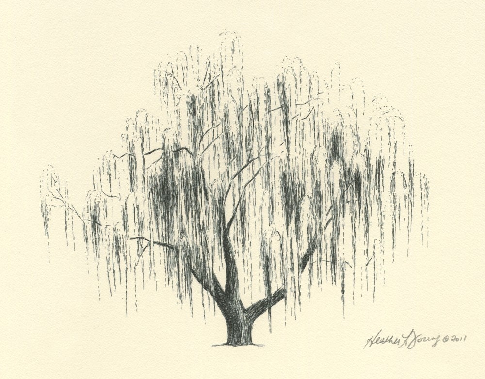 Willow Tree Drawing