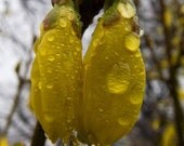 Spring Has Sprung - Photo Print