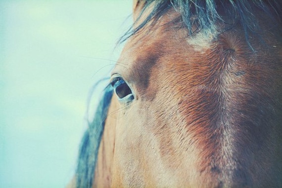 I heart this horse-8x10 signed fine art photograph