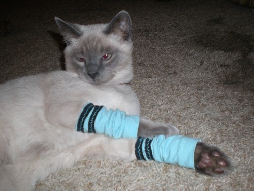 Cat Sporty Legs in Blue