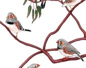 Zebra Finches Print 8x10
