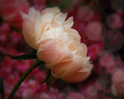 Romance - 8x10 Fine Art Photograph