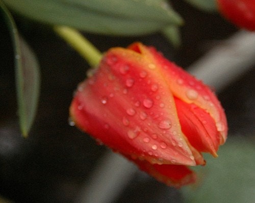 Tulips, Raindrops, Water Droplets, Orange, Flowers, Floral, 8 x 10, Fine Art Photographic Prints