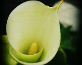 Floral Photography, Calla Lily, White, Yellow, Green, Garden, Summer Time, Home Decor, 8 x 10 print,