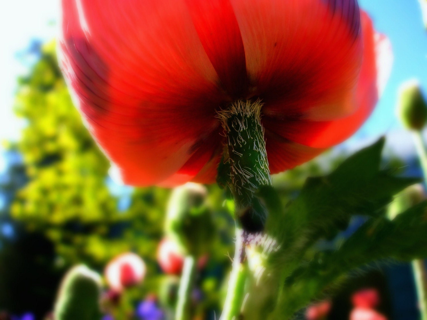 Poppy Bottoms, Fine Art Photography, Orange, Poppies, Garden, Flowers, 8 x 10 Photoraphic Prints