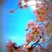 Cherry Blossoms, Pink, Blue, Spring Time, Floral Photography 5 x 7, Fine Art Photographic Prints
