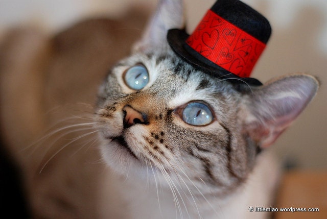 Cat Hat - Valentine's Day Hat - Love Is All You Need