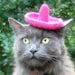 Sombrero for Cats or Dogs - Wool Felted Hat - Fancy Pink