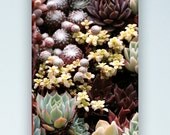 Vertical Succulent Wall, Photograph, Succulent Garden Photo, wall art, 8"x12" photo mounted on maple panel