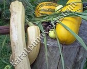 Squash Still Life Fine Art Photo Print 8 x 10 or Digital Image