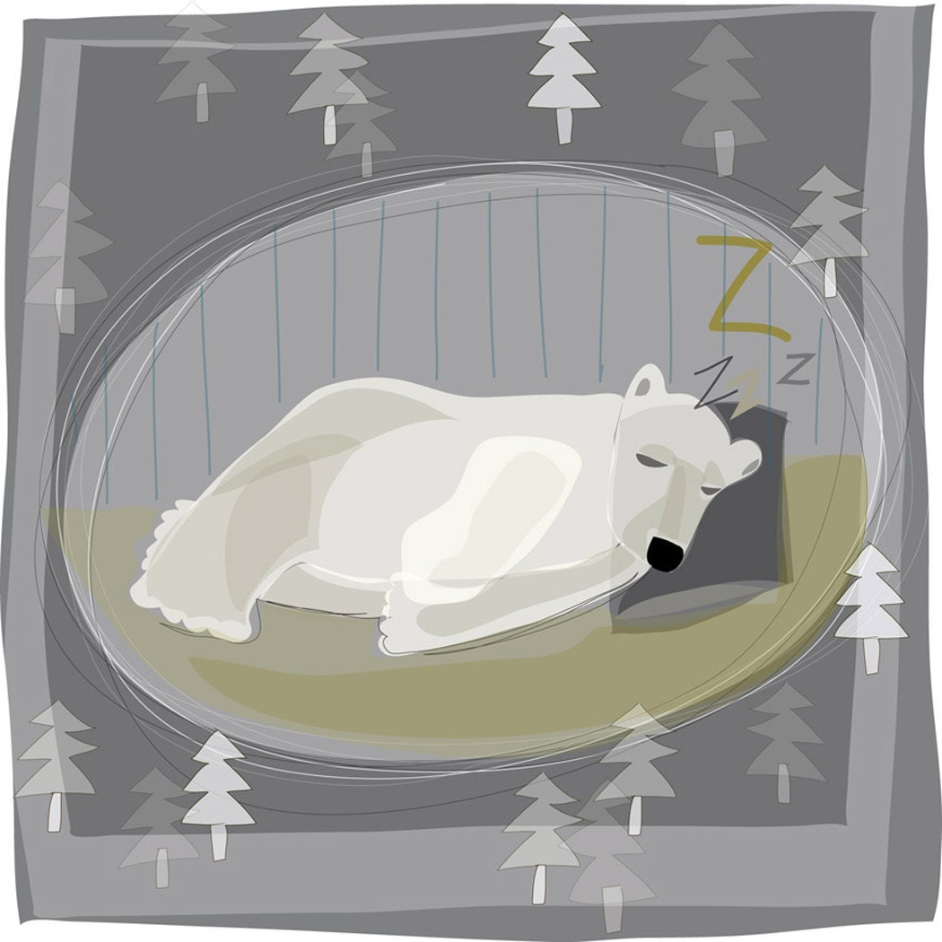 Polar Bear in Hibernation Art Print 8x10