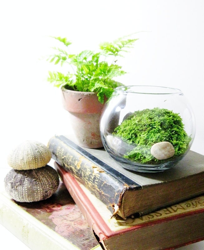 Live Plant Office Terrarium: Mini Indoor Desk Garden...Back To School - DoodleBirdie