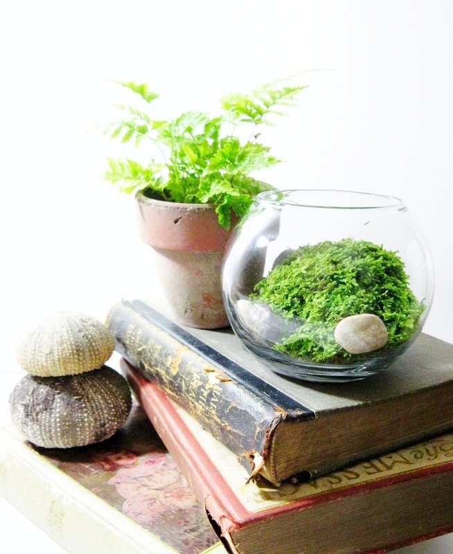 Live Plant Office Terrarium: Mini Indoor Desk Garden - Glass Bowl & Live Fern Moss - Easy Starter Terrarium