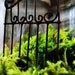 The Garden Gate Vintage Glass Terrarium