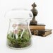 Toadstool Terrarium: Vintage Mushroom Apothecary Jar