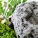 Garden Terrarium Set: Miniature Moss Garden in Decorative Apothecary Jars Wedding Table Centerpiece