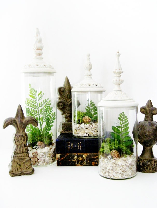 Last One - Decorative Terrarium Set: Woodland White Shabby Chic Jars with Live Plants