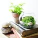 Live Plant Office Terrarium: Mini Indoor Desk Garden - Glass Bowl & Live Fern Moss - Easy Starter Terrarium