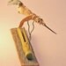 Bird, Folk Art Soft Sculpture,Little Blue-Tailed Hummingbird