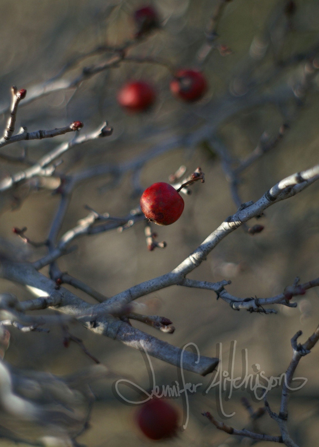 Painterly Branches One - 5 x 7 Fine Art Photography Print