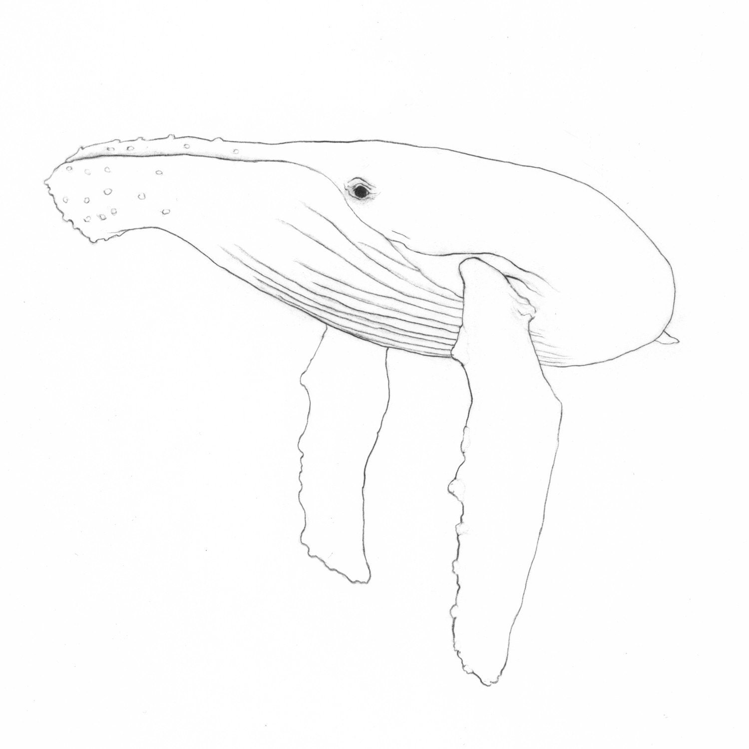 Whale - Original Drawing - 7x7